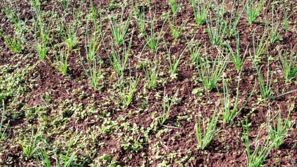 Beaver Brook - Soil - Improving the health of soil