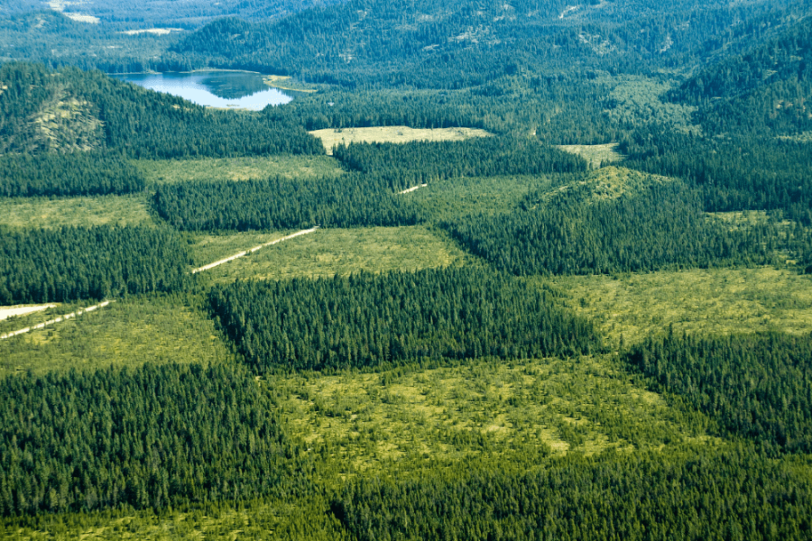 Beaver Brook - Acres Of Forests Selective Deforestation Sky View - Sustainable Forestry Practices Blog