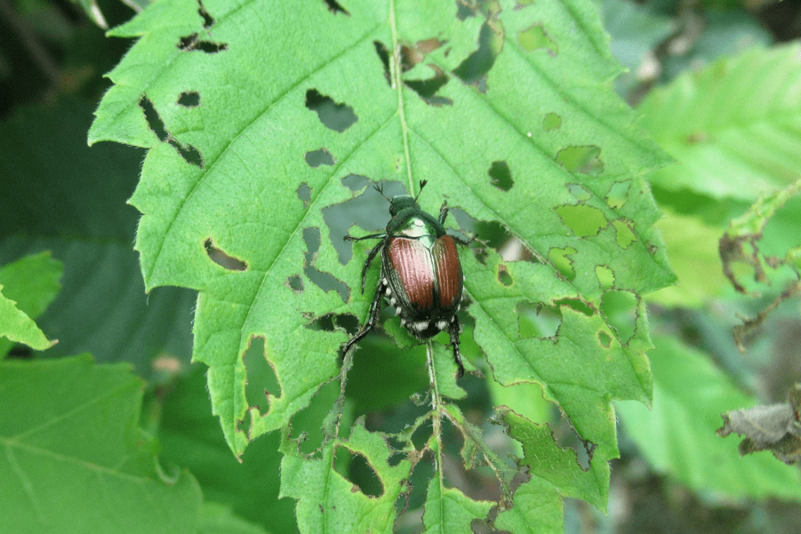 Beaver Brook - Beetle Eating Tree Leaf - Invasive Species Blog