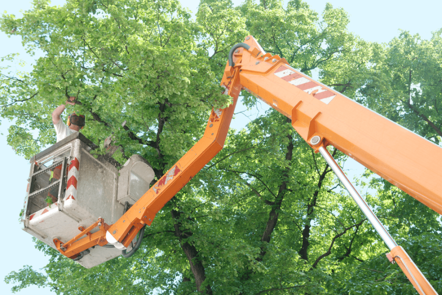 Beaver Brook Forestry - Arborist In Lift Trimming Tree - Regular Tree Trimming Blog